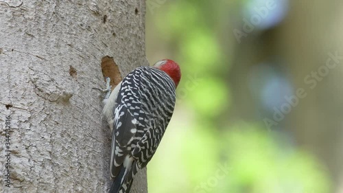 Closeup Red-bellied woodpecker making a hole in a dead tree in Orlando Florida