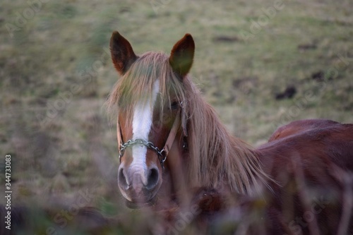 horse eating grass photo