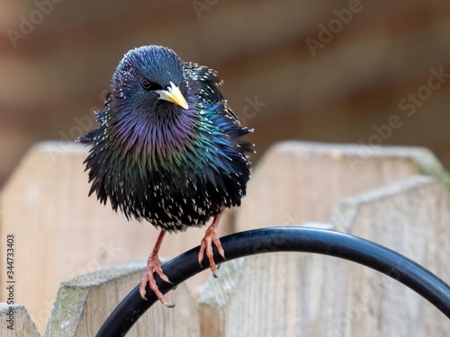 Bilde på lerret Closeup shot of a cute European starling