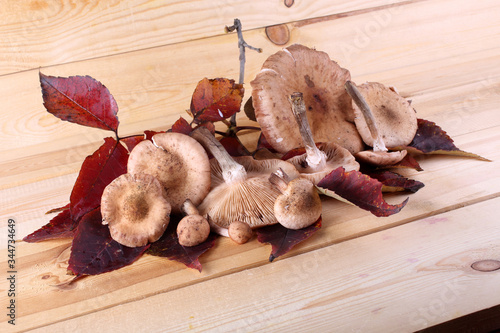 Mushrooms on table