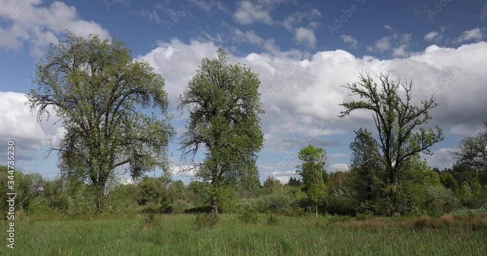Oak trees in Oregon on a windy spring day Oak trees in Oregon on a windy spring day
