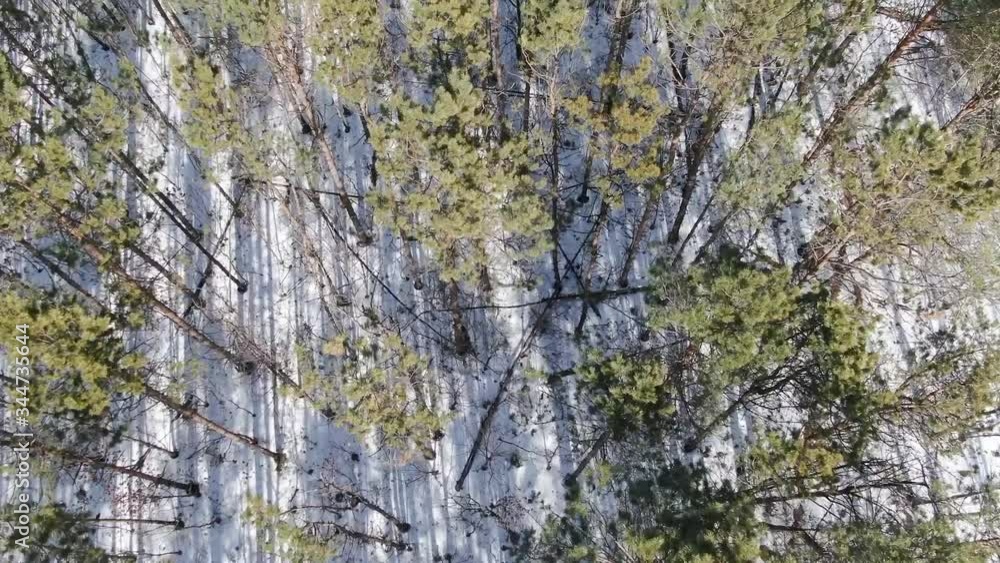 winter forest top view, drone shooting, trees top view, Russian forest winter forest top view, drone shooting, trees top view, Russian forest