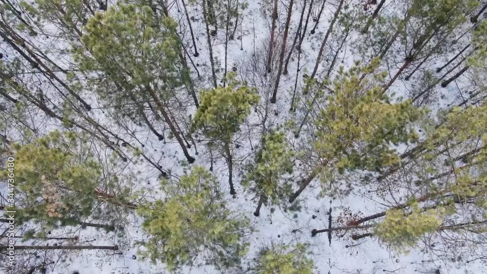 winter forest top view, drone shooting, trees top view, Russian forest winter forest top view, drone shooting, trees top view, Russian forest