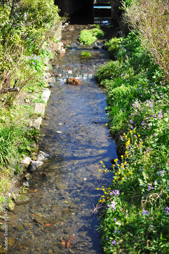春の鎌倉 日本の古都の小川で花が咲く風景