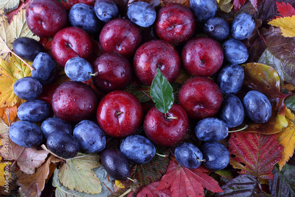 Fototapeta premium Plums on autumn leaves