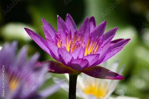 nymphaea Tropical