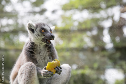 Photography Ring Tailed Lemur eating fruit
