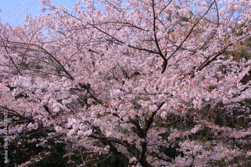 満開桜