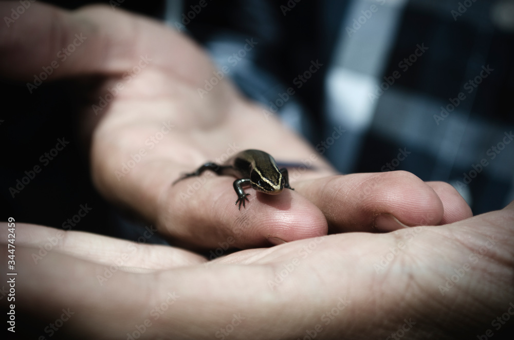 Reptil sobre la mano de su dueño