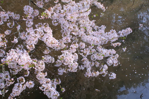水面と桜