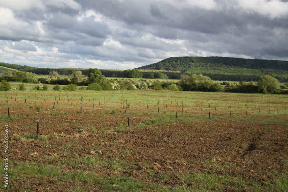 Young trees plantation in the countryside