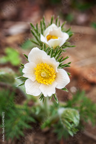  Pulsatilla flower in the garden