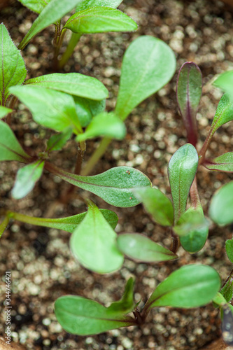 young sprout growing up in seedling tray