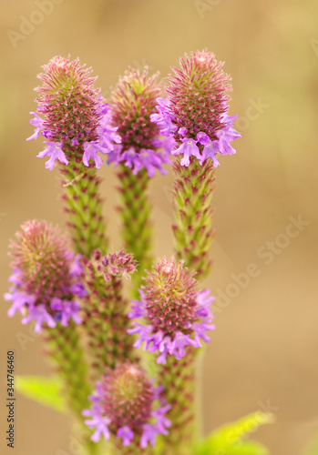 Flowers, Dry Lake Hills, Coconino National Forest, Arizona