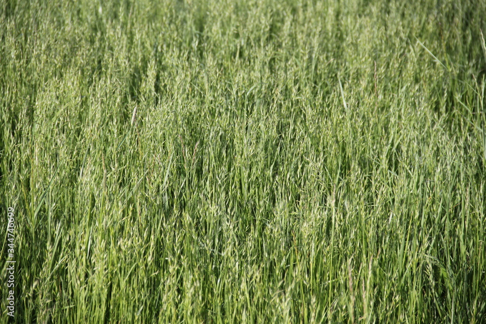 Green grass farmland in the wind Green grass farmland in the wind