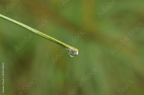Raindrop falling from Pine Needle