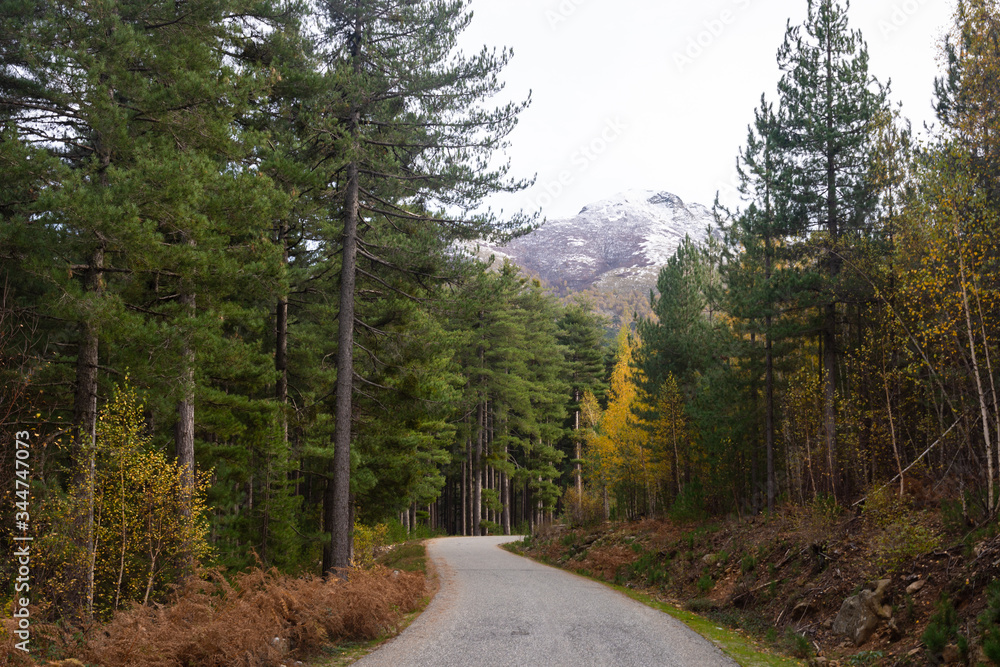 Route dans la montagne corse à l'automne