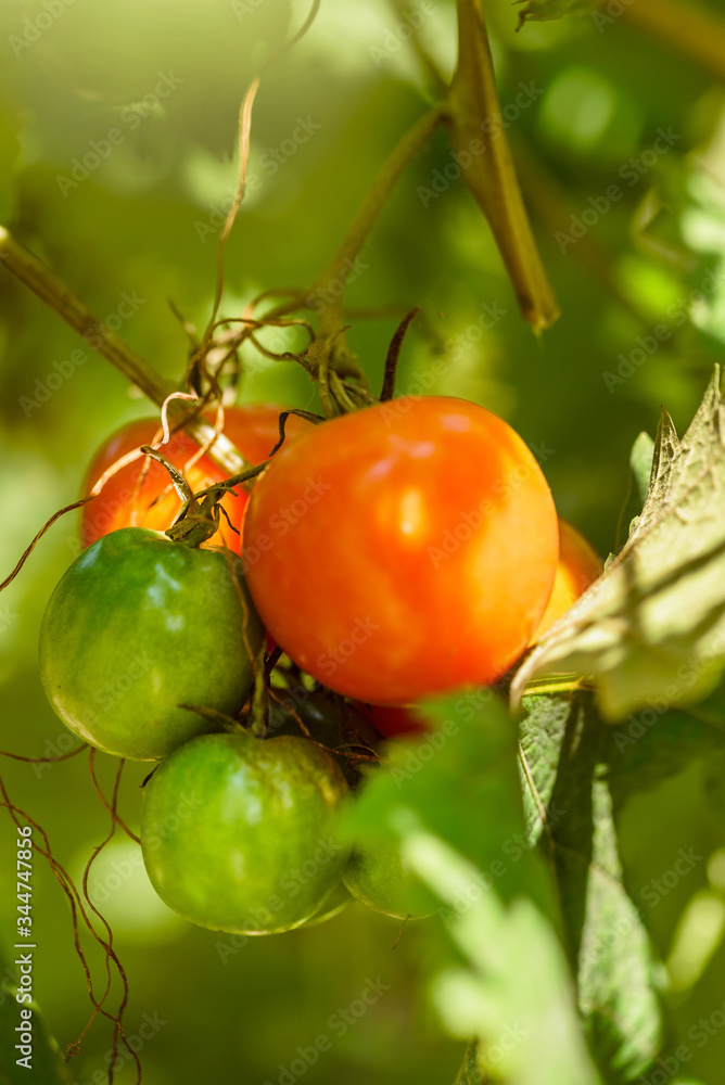 ripe tomatoes in the garden