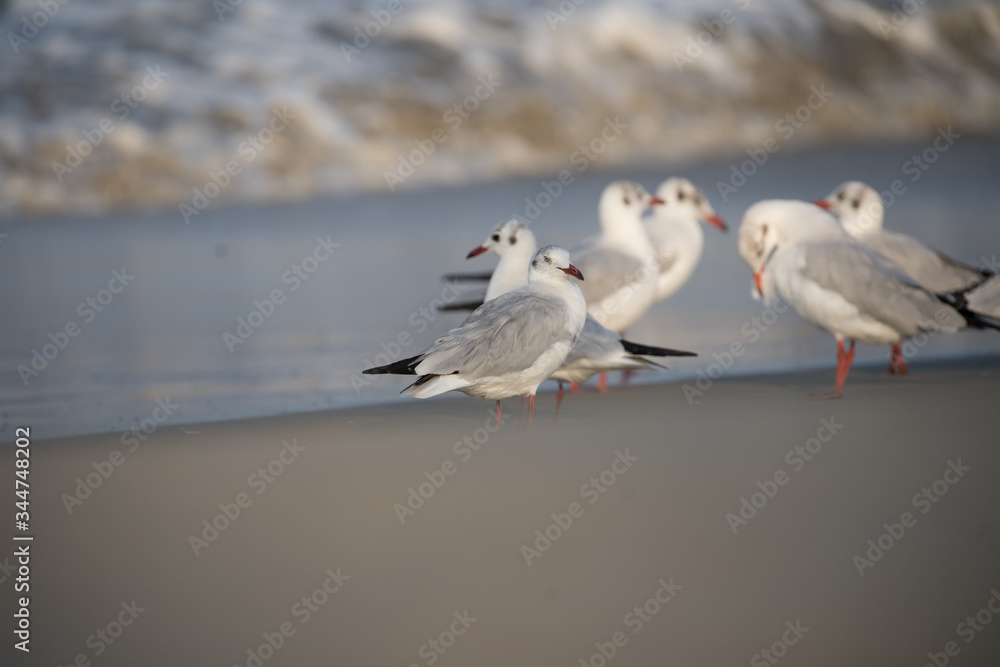 Brown Headed Gull, walking in the sea shore in gentle warm light.It is migratory, wintering on the coasts and large inland lakes of the Indian Subcontinent. Brown Headed Gull, walking in the sea shore in gentle warm light.It is migratory, wintering on the coasts and large inland lakes of the Indian Subcontinent.