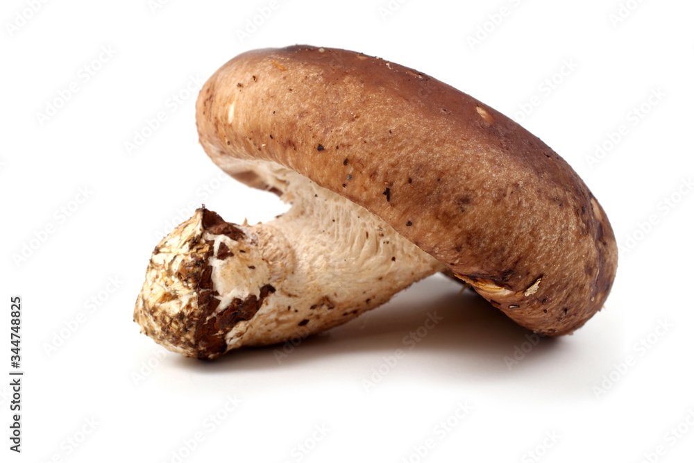 Shiitake mushroom isolated on white background Shiitake mushroom isolated on white background