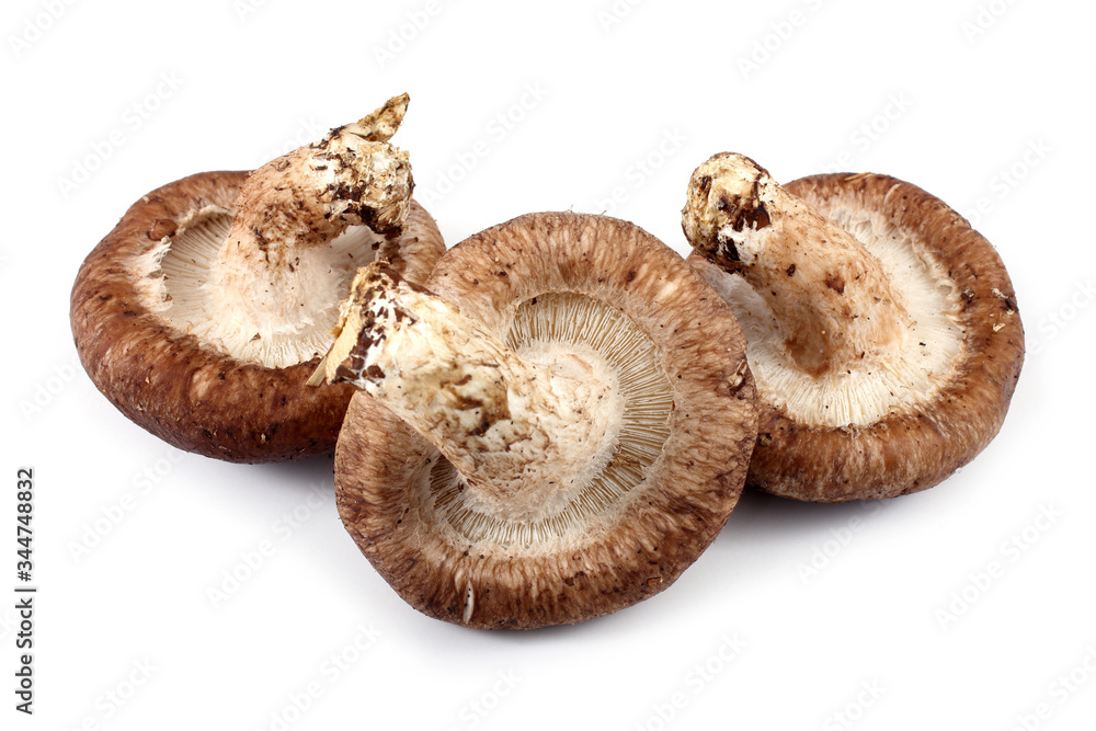 Shiitake mushrooms isolated on white background Shiitake mushrooms isolated on white background