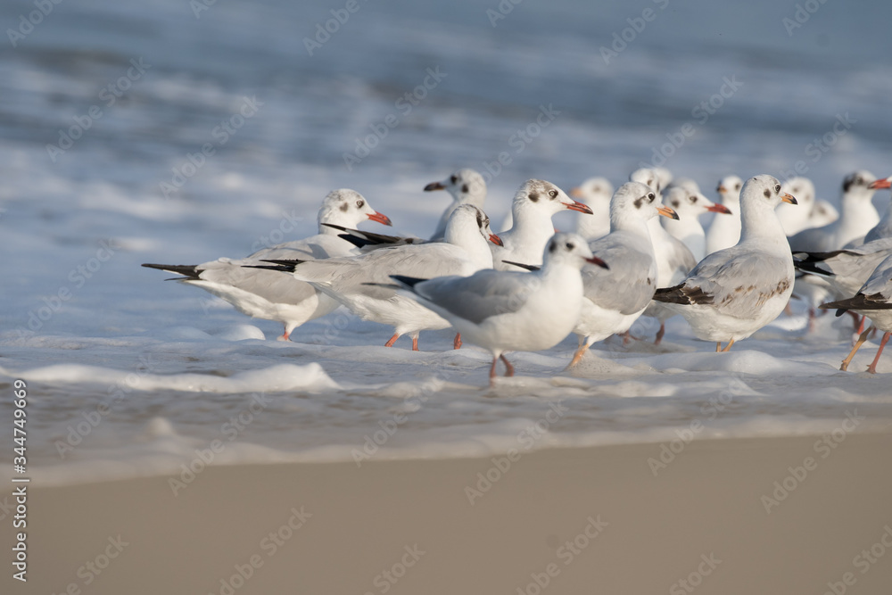 Obraz premium Group of Brown Headed Gull In sea shore with warm light and beautiful ambiance of waves.It is migratory, wintering on the coasts and large inland lakes of the Indian Subcontinent