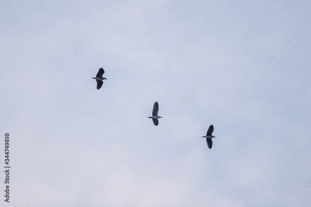 Three birds flying in the sky in the evening Three birds flying in the sky in the evening