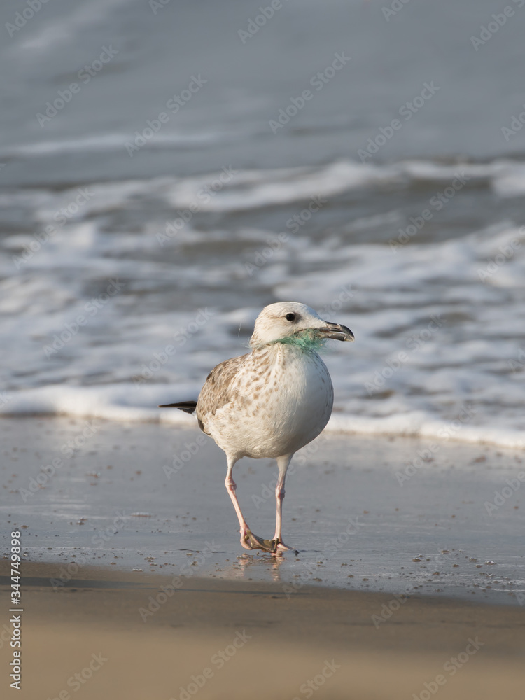 The steppe gull with plastic net around its beak, because of the careless use also a Baraba gull (cachinnans) barabensis) may be regarded as a subspecies of the Caspian gull or as a separate species, The steppe gull with plastic net around its beak, because of the careless use also a Baraba gull (cachinnans) barabensis) may be regarded as a subspecies of the Caspian gull or as a separate species,