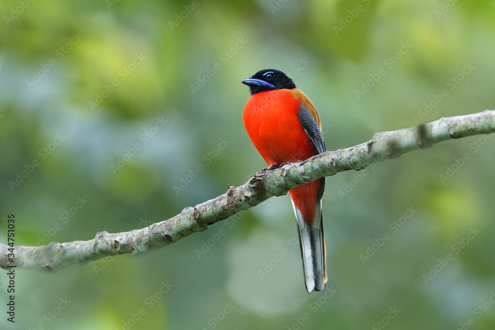 Beautiful adult Scarlet-rumped trogon, high angle view, front shot, in the morning perching on the clear branch in wildlife sanctuary in tropical rainforest, southern Thailand. Beautiful adult Scarlet-rumped trogon, high angle view, front shot, in the morning perching on the clear branch in wildlife sanctuary in tropical rainforest, southern Thailand.