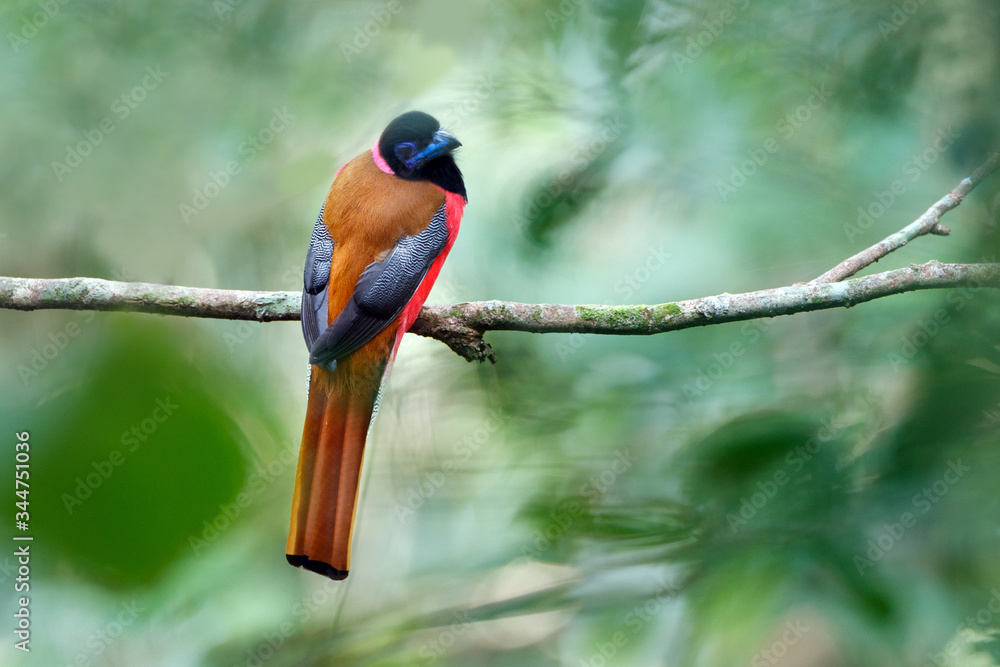 Beautiful adult Diard's trogon, high angle view, rear shot, sitting on the branch under the clear sky in tropical rainforest of wildlife sanctuary, southern Thailand. Beautiful adult Diard's trogon, high angle view, rear shot, sitting on the branch under the clear sky in tropical rainforest of wildlife sanctuary, southern Thailand.
