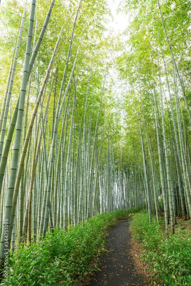 Fototapeta premium Bamboo forest in Japanese garden