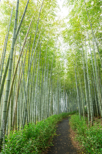 Bamboo forest in Japanese garden