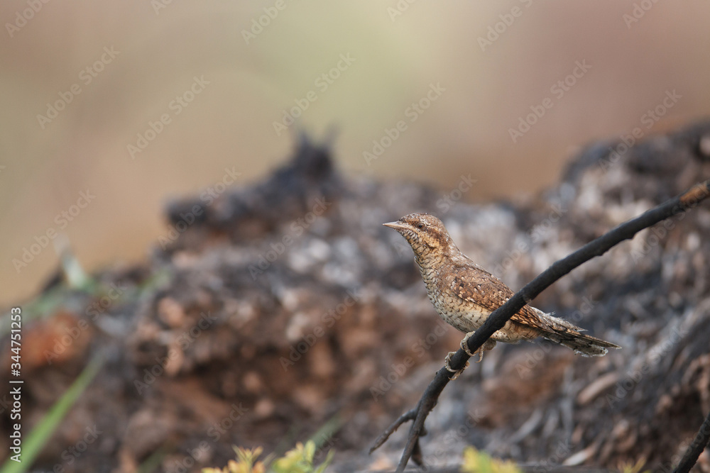 Beautiful Eurasian wryneck or northern wryneck, low angle view, side shot, perching on brown twig in the morning in agriculture field, the central region of Thailand.