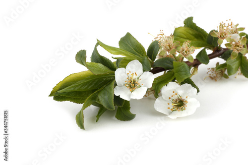 Plum flowers isolated on white background