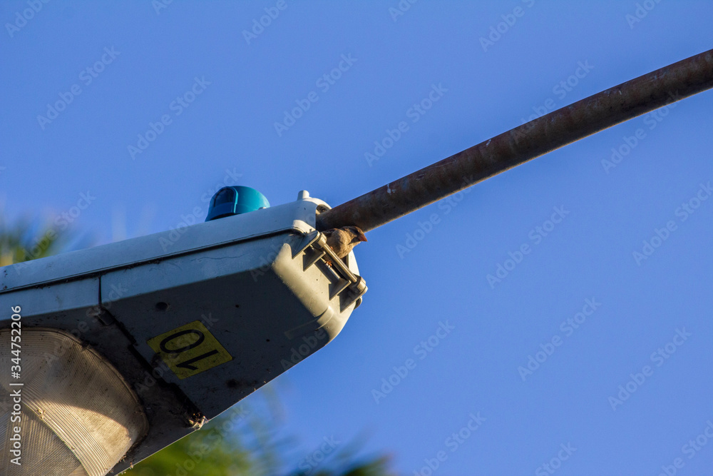 Fototapeta premium Bird Perched on a Lightpost