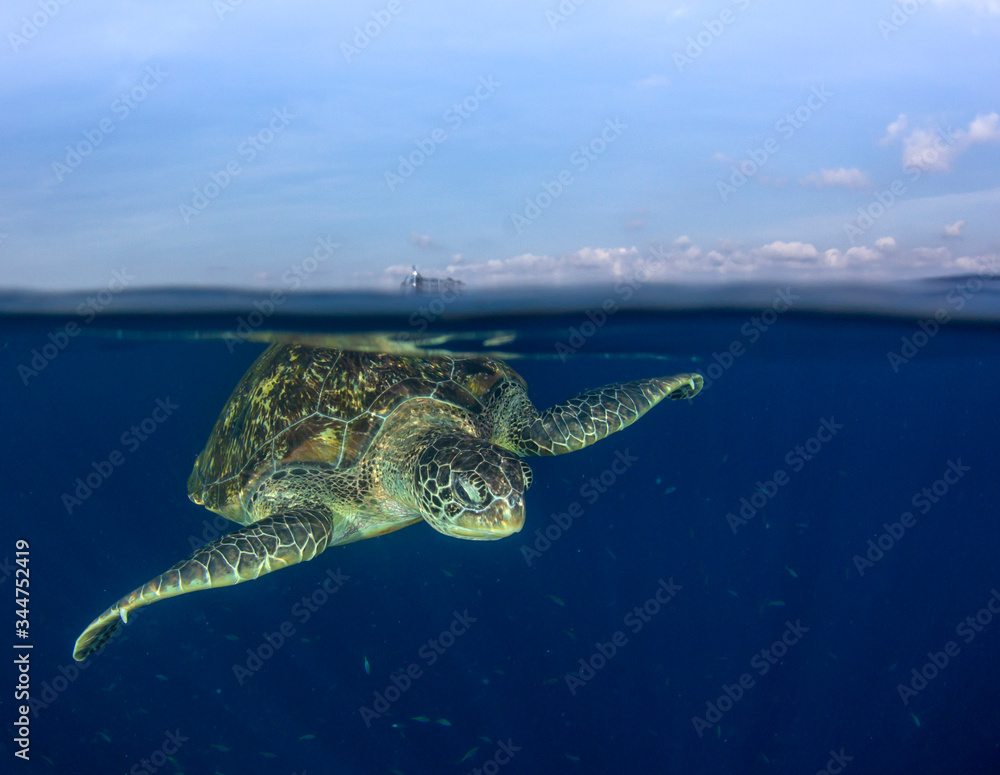 Green Sea Turtle rises to the surface to breathe. Half and half over under split photo