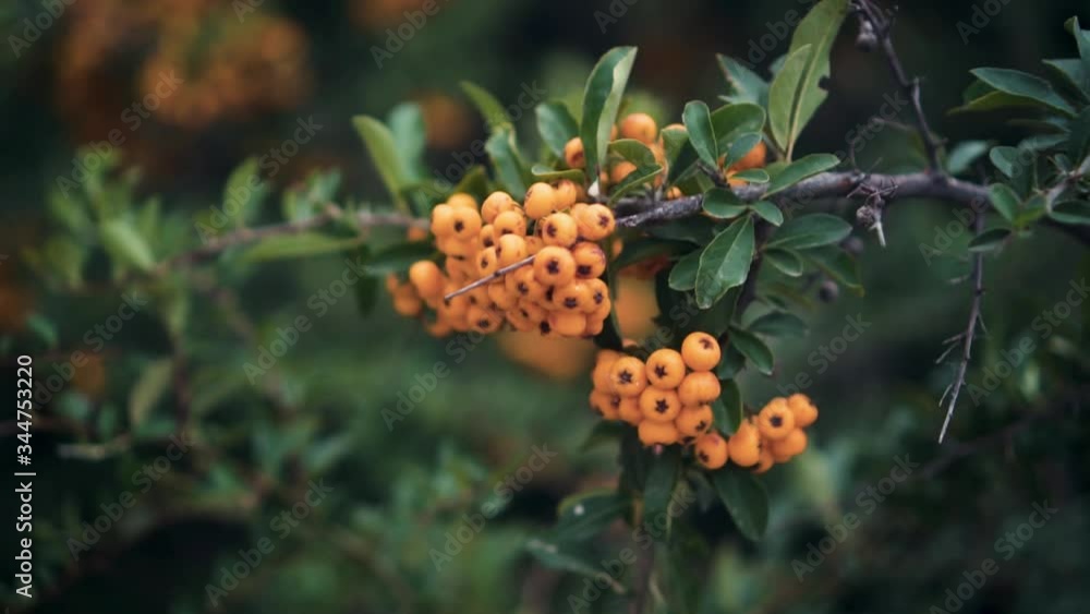 Closeup of a bunch of ripe rowan berries. Lush bunches of orange rowan on the branches. Green leaves and orange ripe berries on a mountain ash in the fall. The concept of autumn and fertility. Closeup of a bunch of ripe rowan berries. Lush bunches of orange rowan on the branches. Green leaves and orange ripe berries on a mountain ash in the fall. The concept of autumn and fertility.