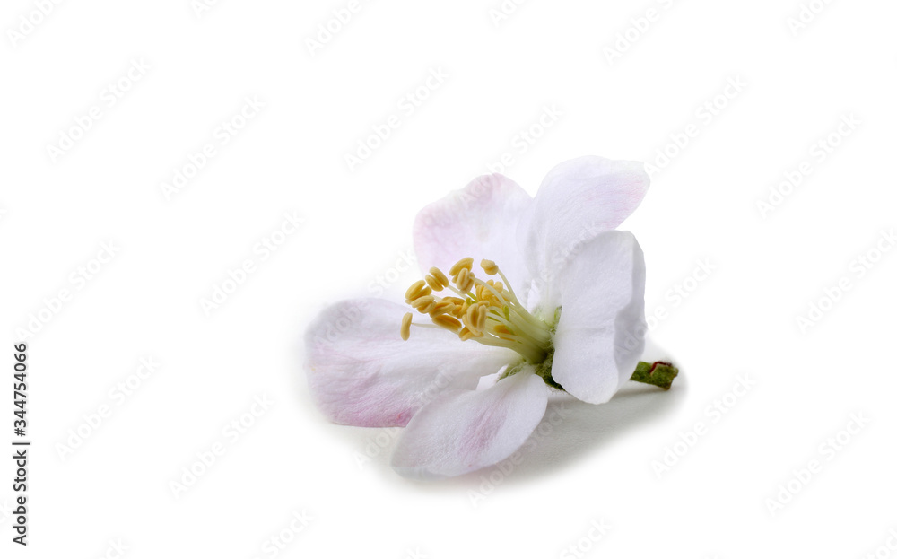 Apple flower isolated on white background