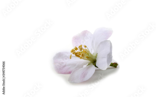 Apple flower isolated on white background