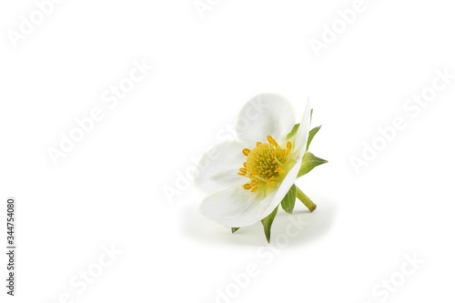 Strawberry flower isolated on white background