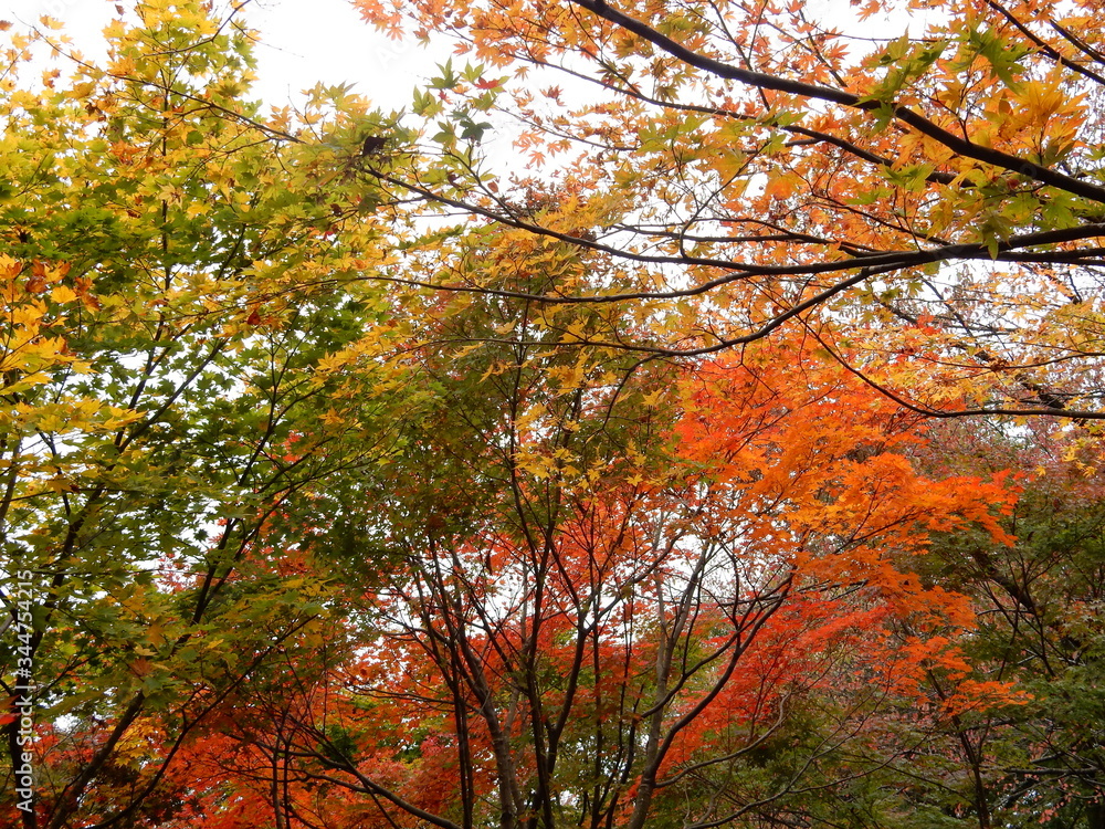 紅葉 紅葉