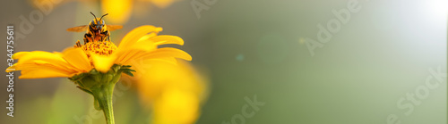 Billede på lærred Bee and flower