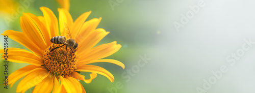 .Bee and flower. Banner. Close up of a large striped bee collecting pollen on a yellow flower on a Sunny bright day. Macro horizontal photography. Summer and spring backgrounds