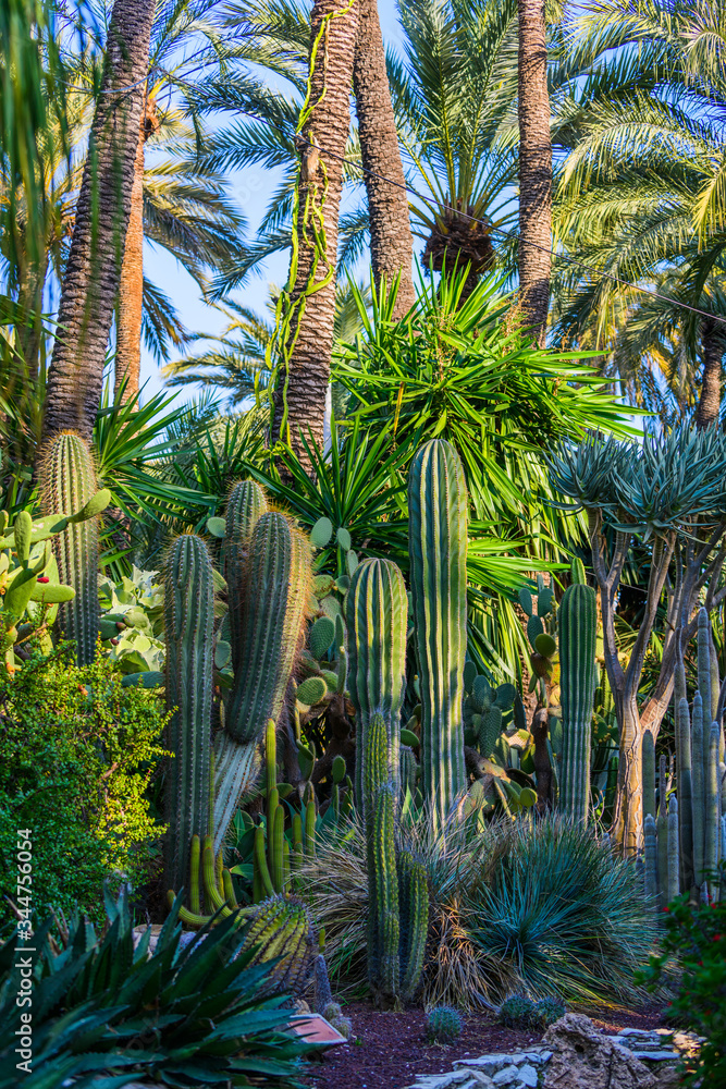 Cacti in the Botanical Gardens of El Huerto del Cura in Elche near Alicante. Alicante province. Spain Cacti in the Botanical Gardens of El Huerto del Cura in Elche near Alicante. Alicante province. Spain