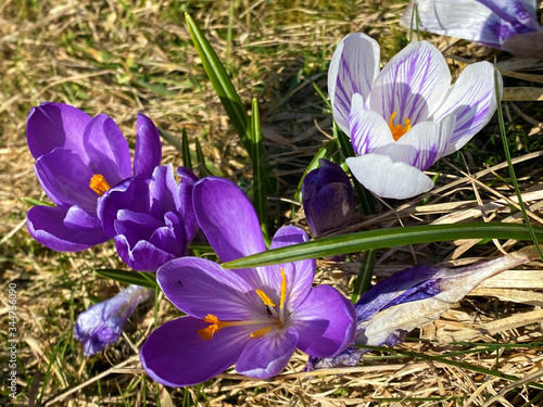 Spring crocus (Crocus vernus), Giant crocus, Der Frühlings-Krokus (Fruhlings-Krokus oder Fruehlings-Krokus), Frühlings-Safran or Proljetni safran photo