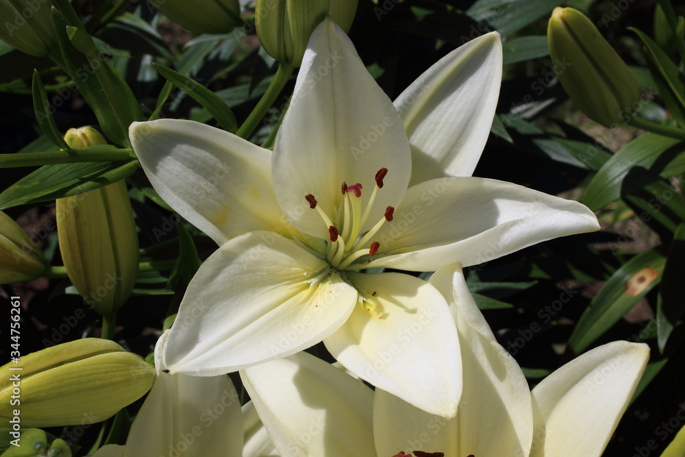 Fototapeta premium Growing white lilies