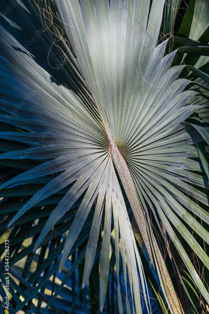 Obraz premium Palm leaves. Botanical Gardens of El Huerto del Cura in Elche near Alicante. Alicante province. Spain