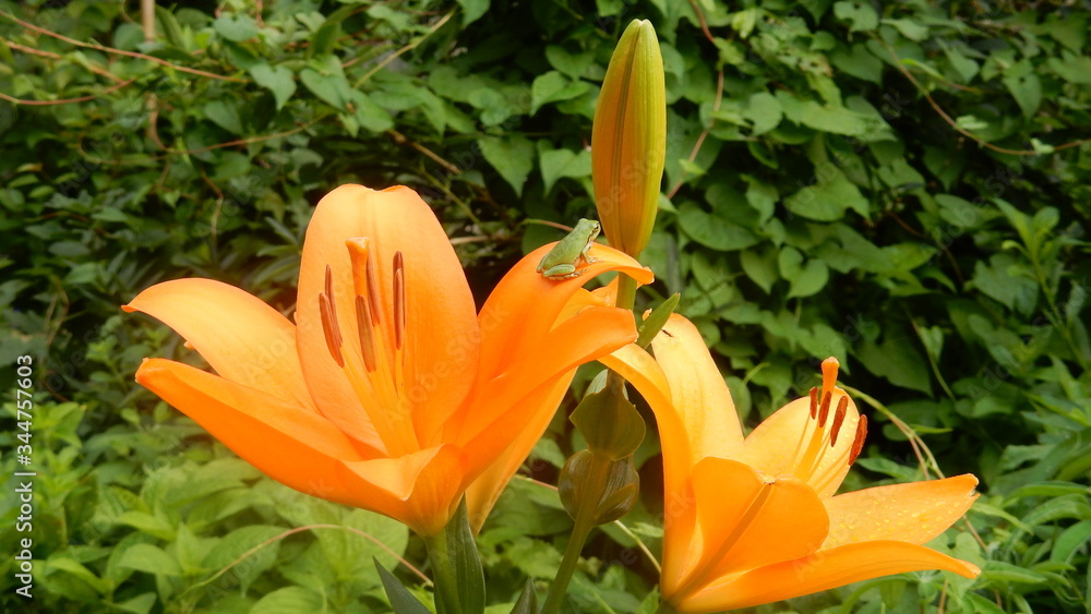 Obraz premium 百合の花