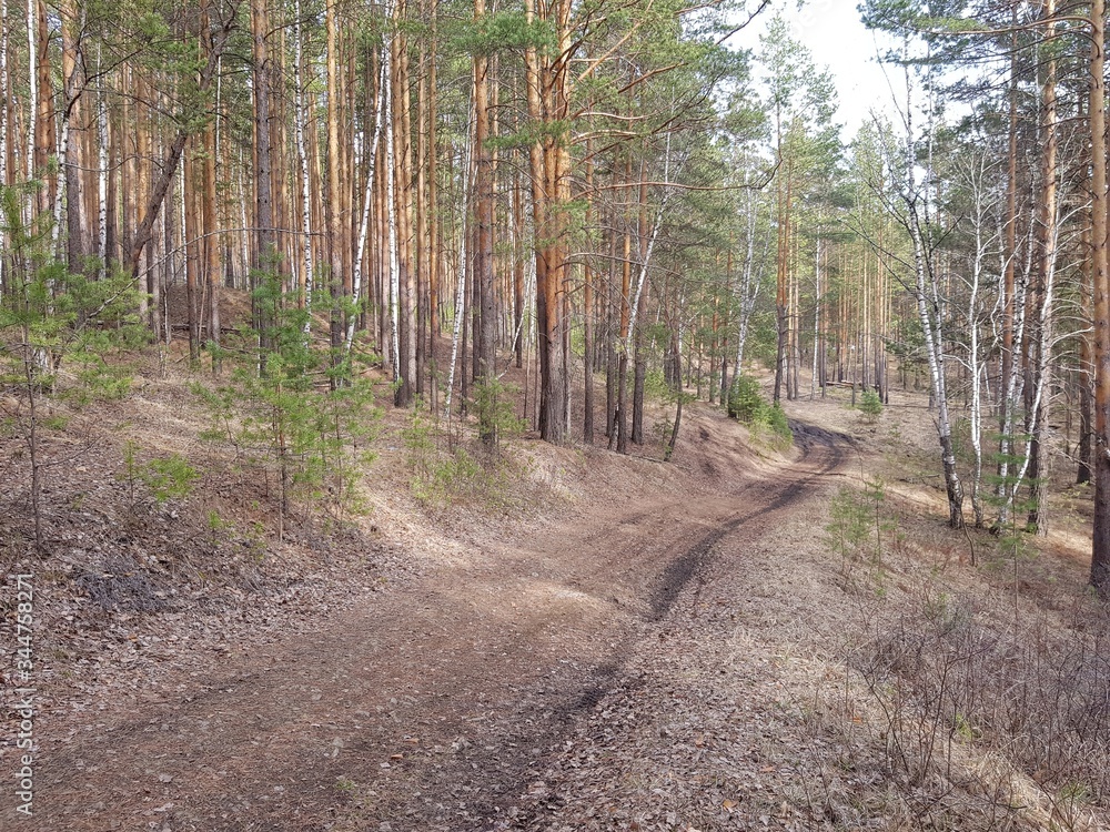 Fototapeta premium Dirt road in the forest