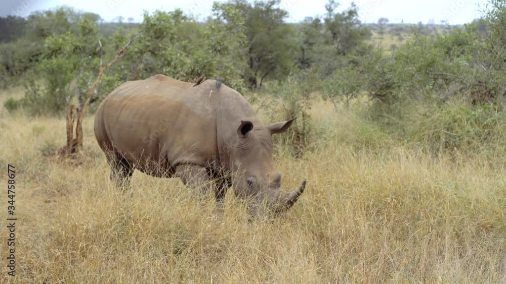 Woman taking a video of a rhinoceros out of the car window Woman taking a video of a rhinoceros out of the car window